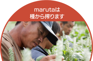 marutaは種から搾ります